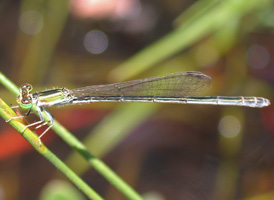 Citrine Forktail